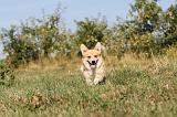 CORGI PEMBROKE 137